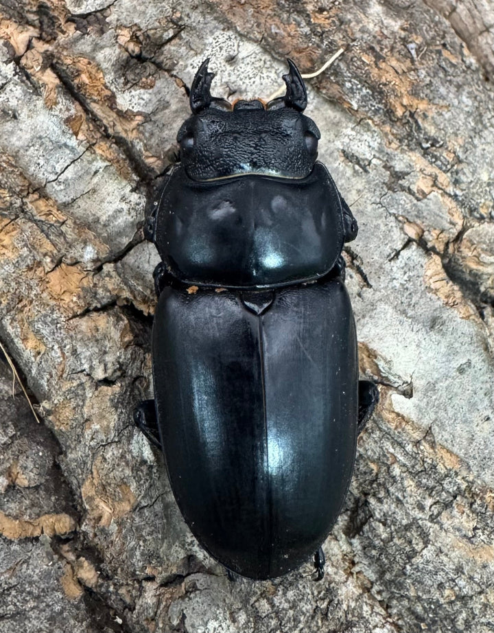 《インドアンタエウス サディア産 78mm ペア》