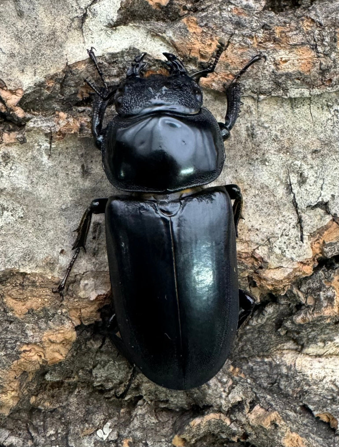 【WD】《ドルクスヤクシャ チベット産 35mm ♂♀♀トリオ》