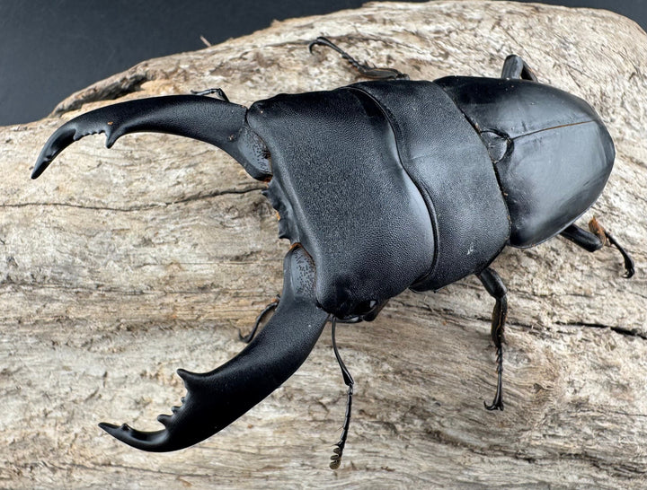 【WF1】《北カマリネスヒラタクワガタ 91mm ペア》