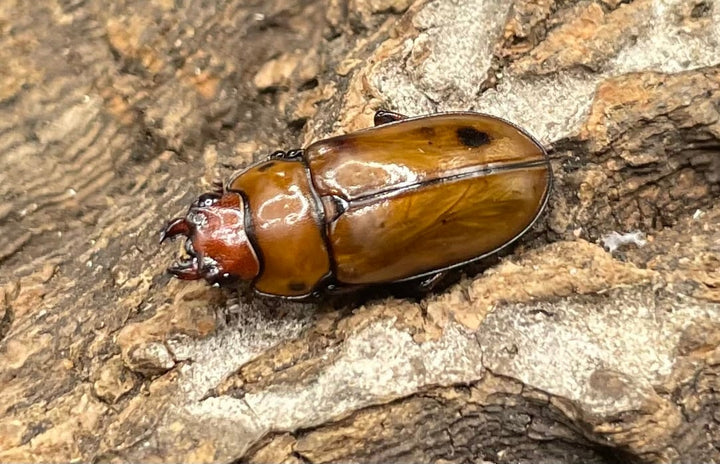 【WD】貴重種《カスタネウスオニクワガタ ペア》