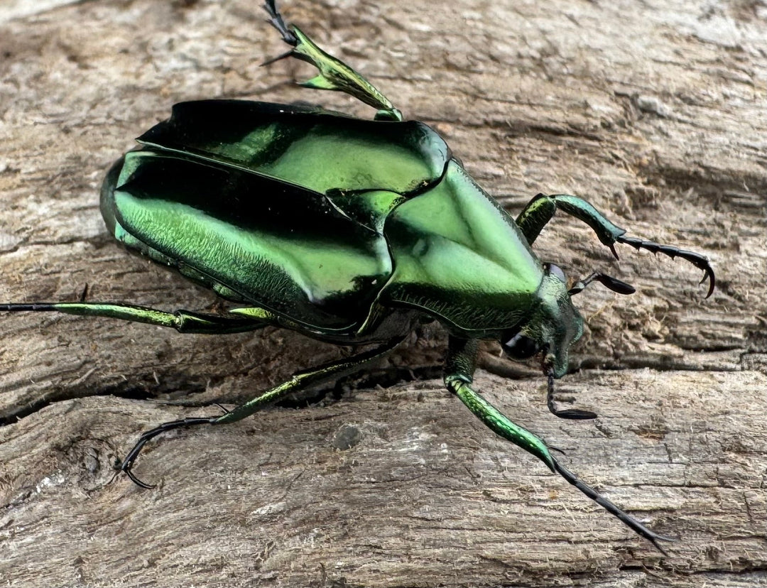 《ルソントゲアシハナムグリ Free ペア》