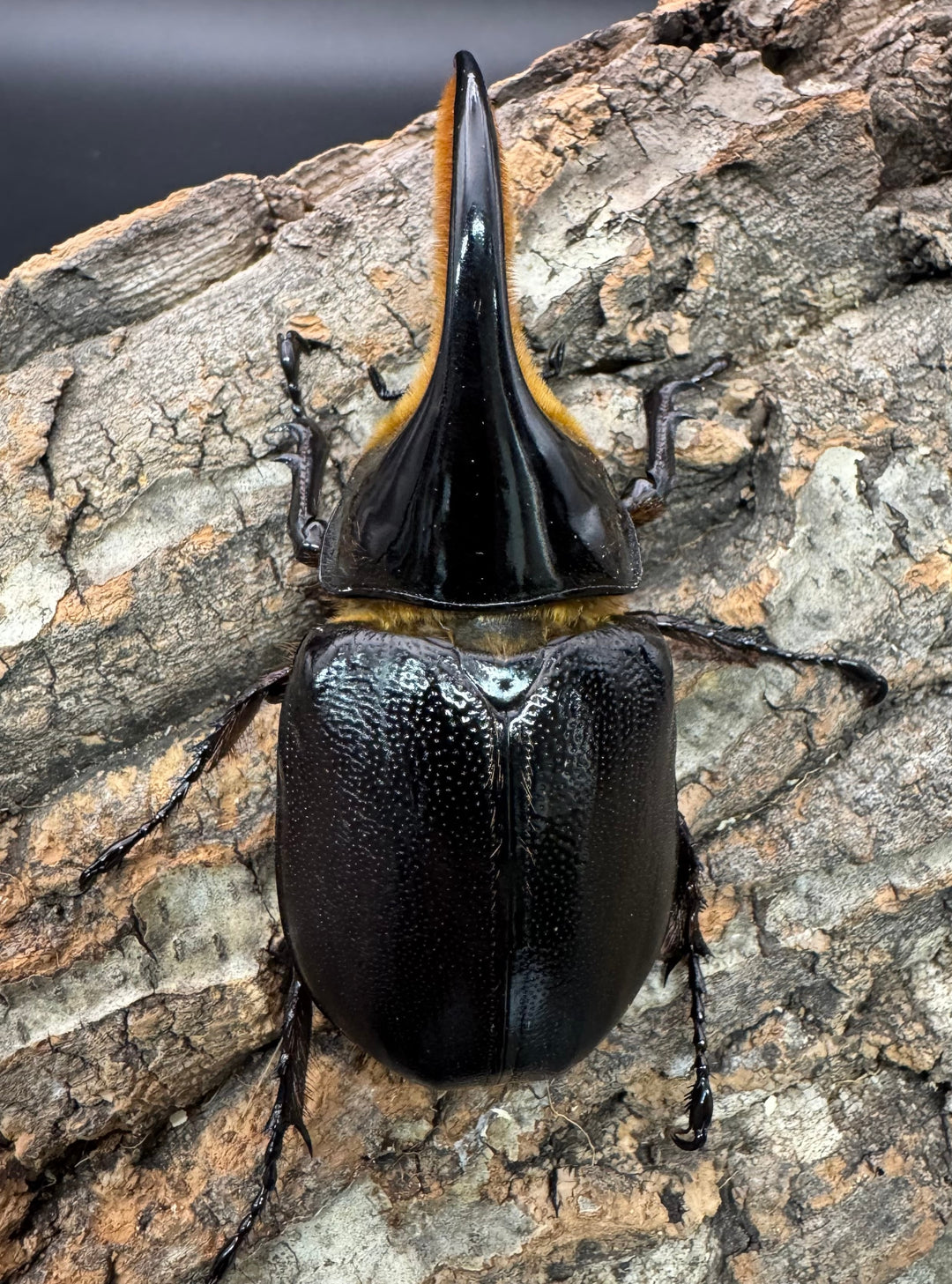 即ブリ《サタンオオカブト 83mm ペア》①