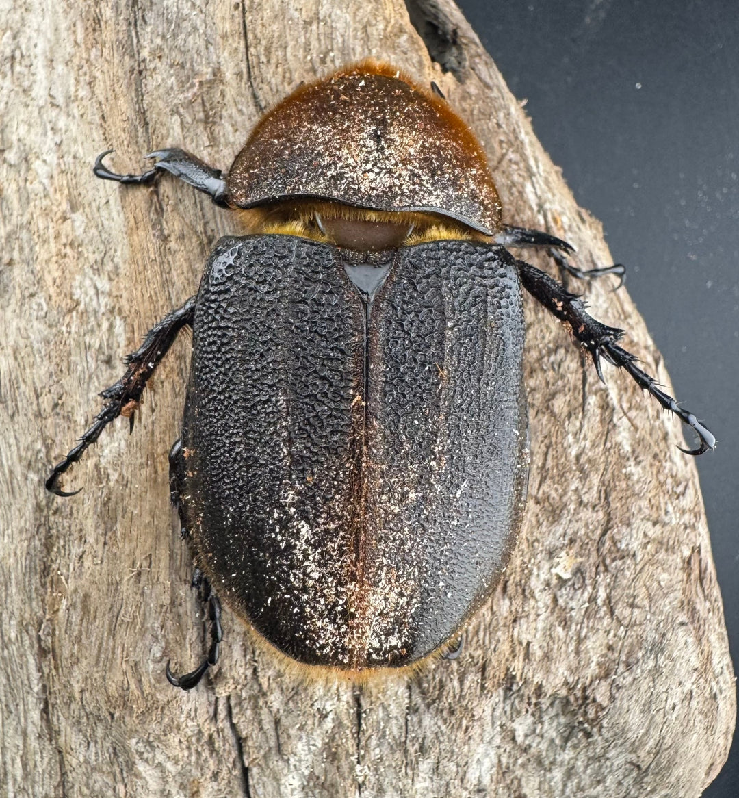 《ヘラクレス・ヘラクレス 143mm ペア》