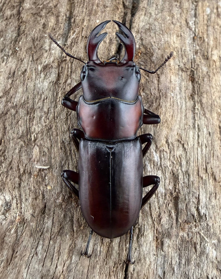 【WD】《アカヘリセスジ 27mm ペア》