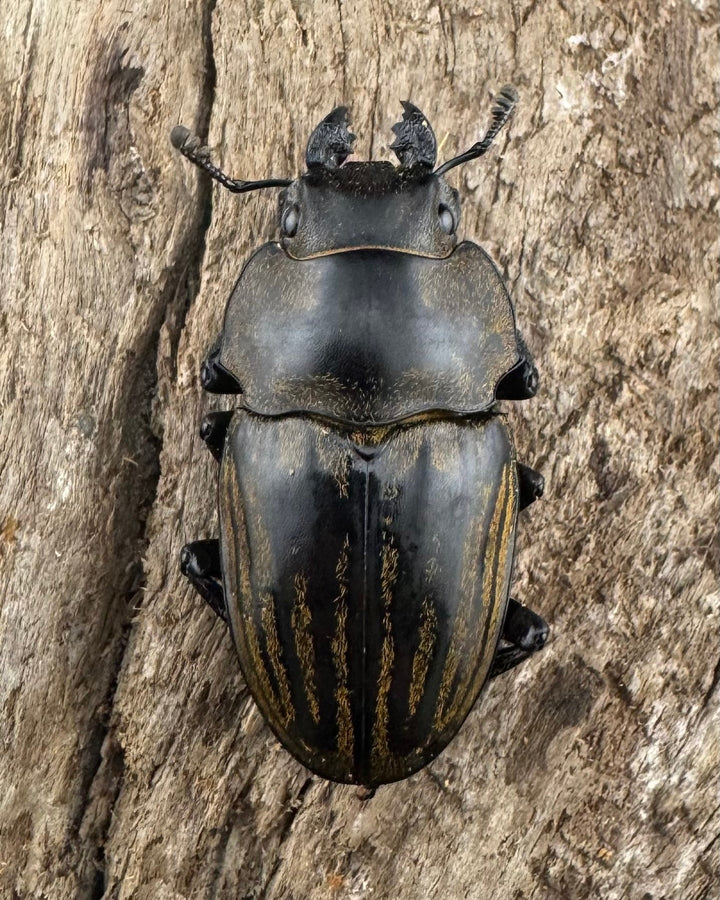 【WD】《ストリアータツヤクワガタ 48mm ペア》