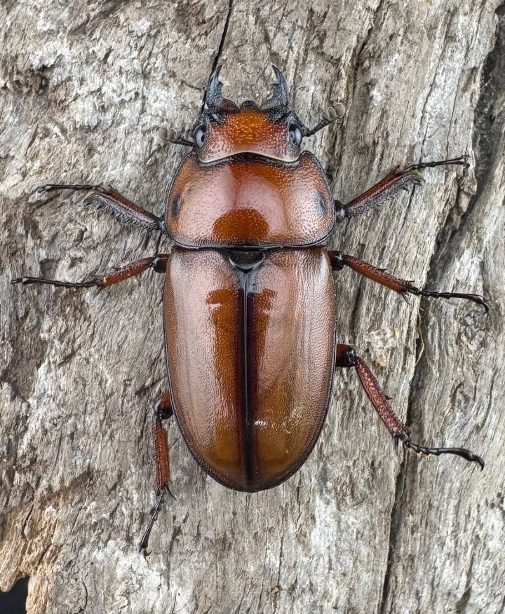 《カスタネウスノコギリ ヒマラヤ東部亜種 49.5mm ペア》