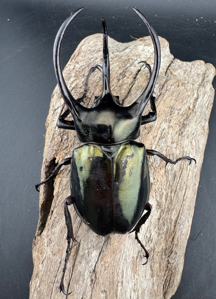 【WD】《ミンダナオアトラスオオカブト マラグサン産 96.5mm ♂単》