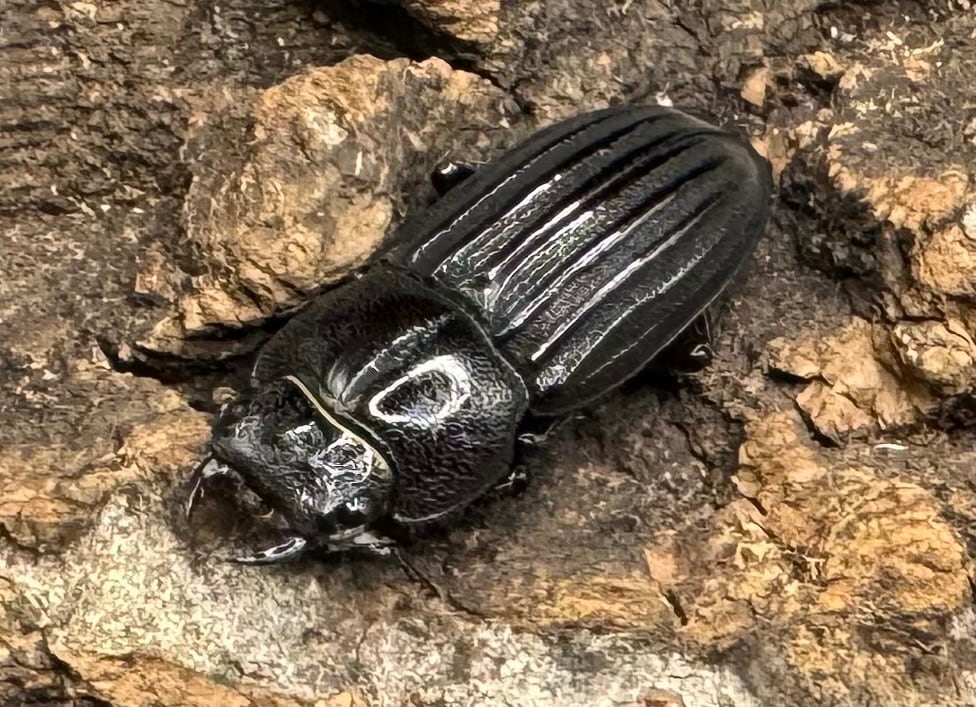 【WD】《モートゥオセスジ原名亜種 ペア》