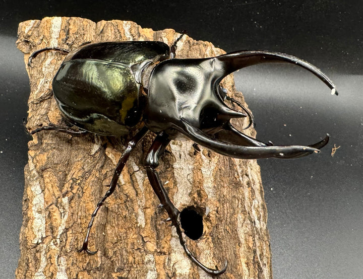 【WD】《スマトラコーカサスオオカブト 100mm ペア》