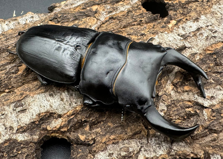 《ホペイオオクワ G 74mm ペア》