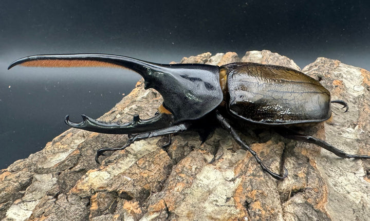 《ヘラクレス亜種オキシデンタリス 137mm ペア》