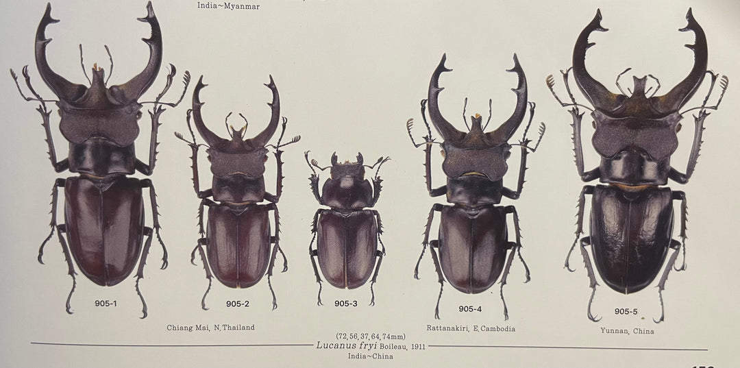 【WD】《フライミヤマクワガタ 70mm A’ペア》