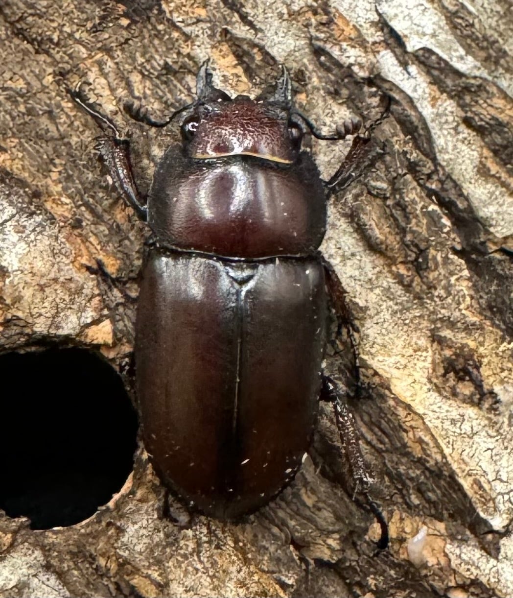 【WD】《アスタコイデスノコギリ ベンクール産 48mm ペア》