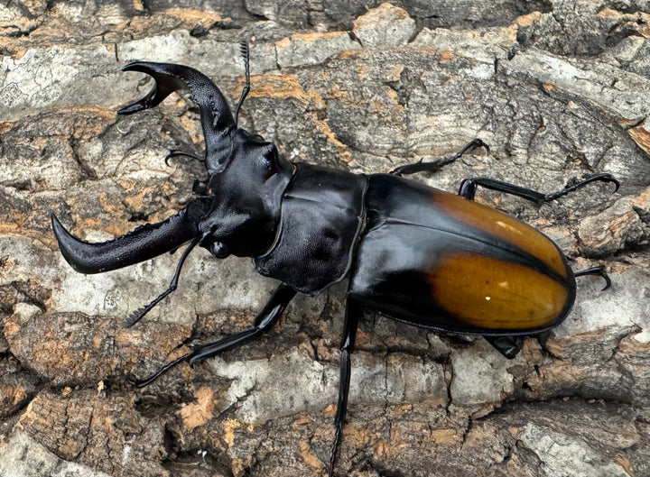 【WD】《セアカフタマタ 82.5mm ペア》