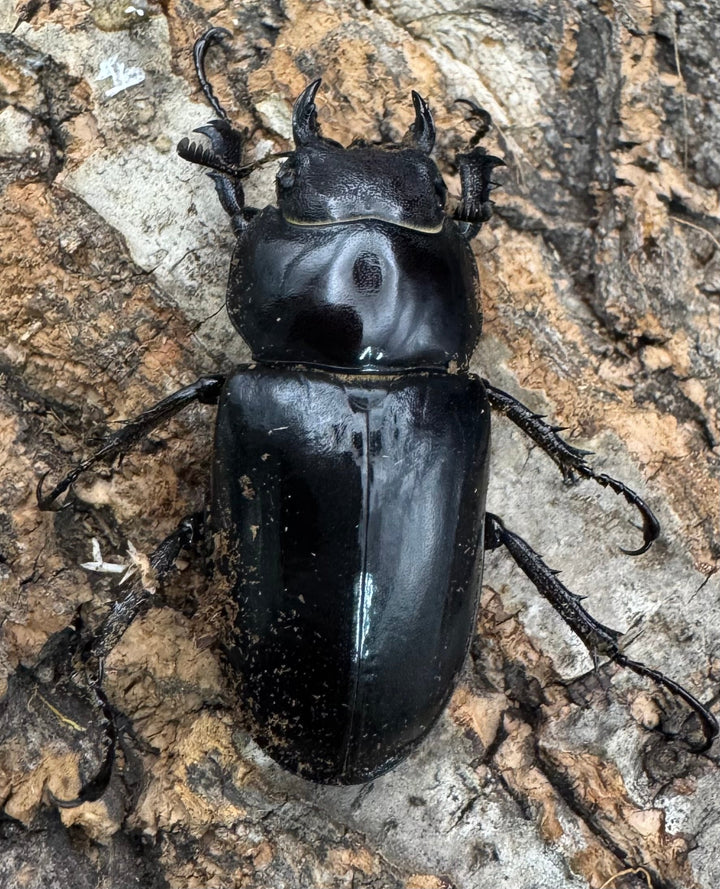 《アクベシアヌスミヤマ 80mm ペア》②