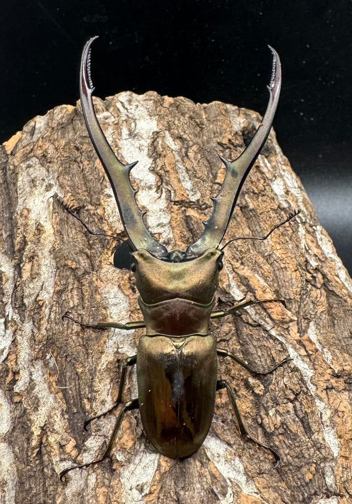 【WD】《メタリフェルホソアカ 81.5mm ペア》