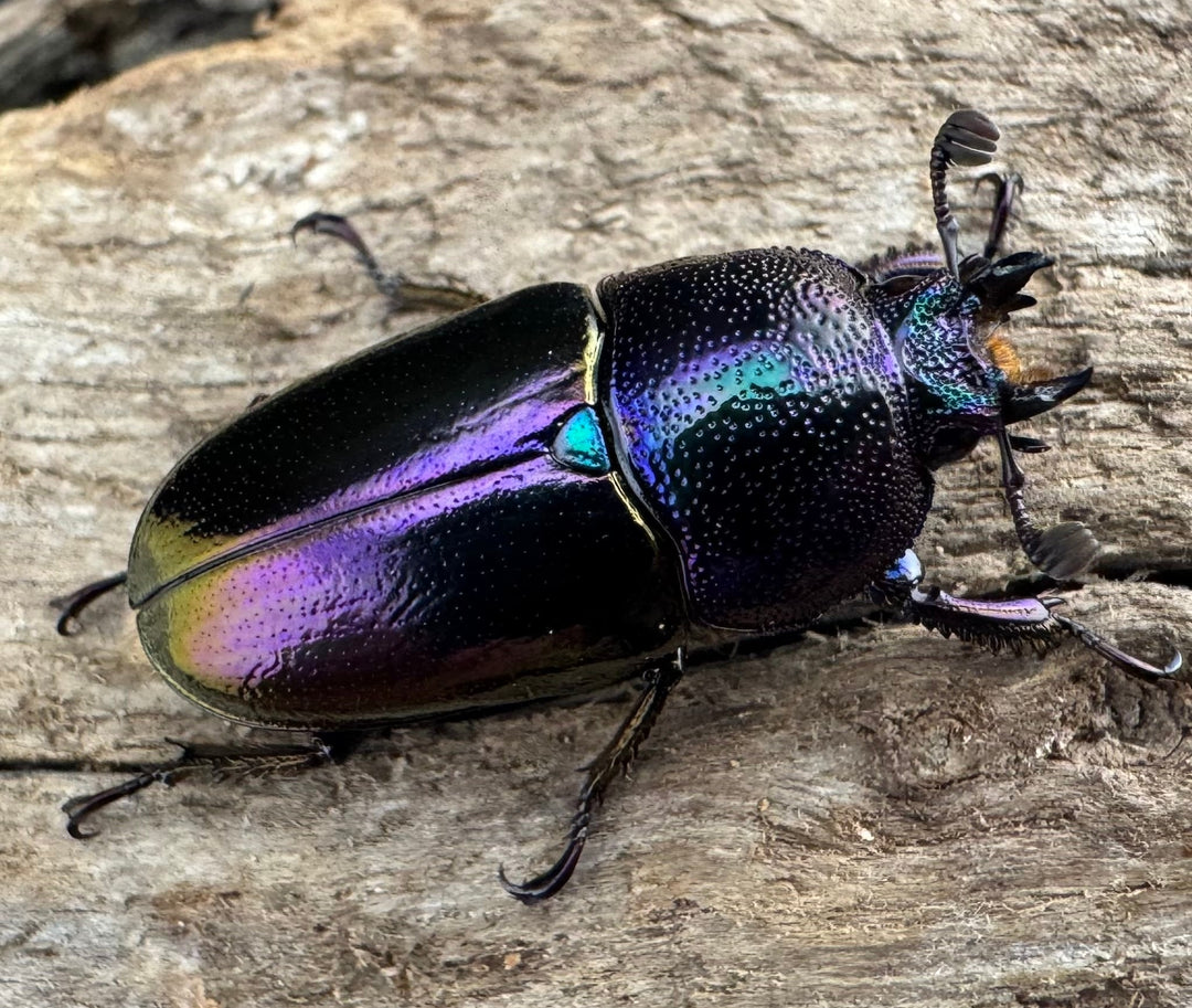 《パプアキンイロクワガタ 39mm ペア》