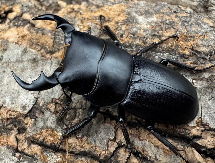 【WD】《ドルクス メンシウス 35.5ｍｍ ペア》