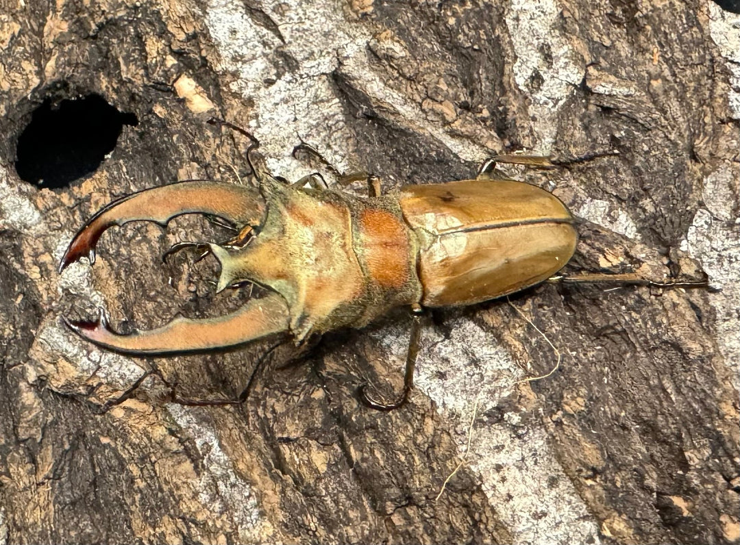 【WD】《ルニフェルホソアカ 48.5mm ♂B品ペア》