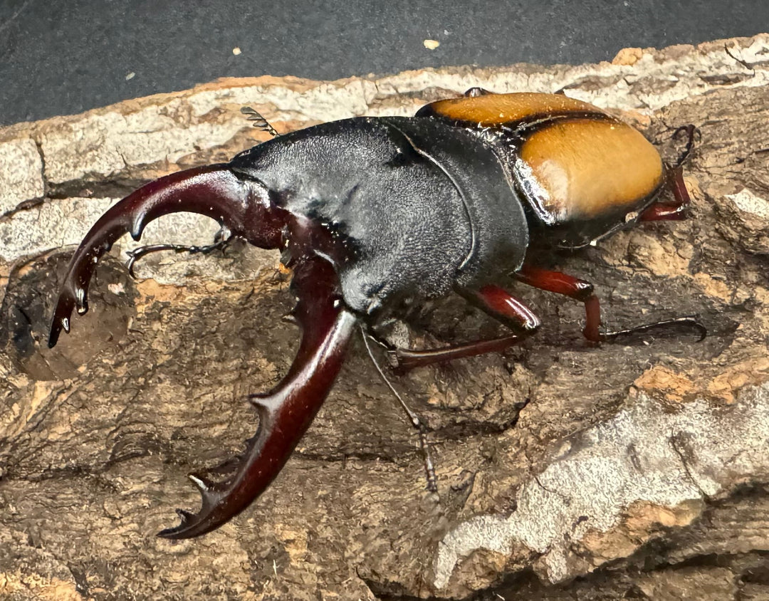 【WF1】《ウムハンギノコギリ 64mm ♂単》