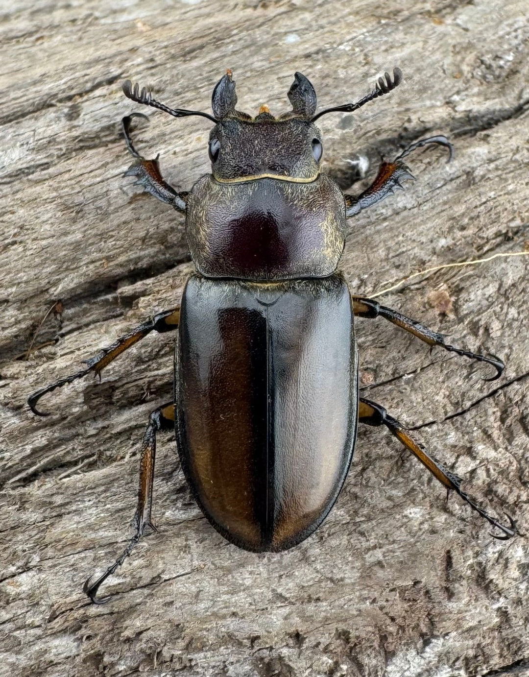 【WD】《デラバイミヤマクワガタ 39.5mm ペア》