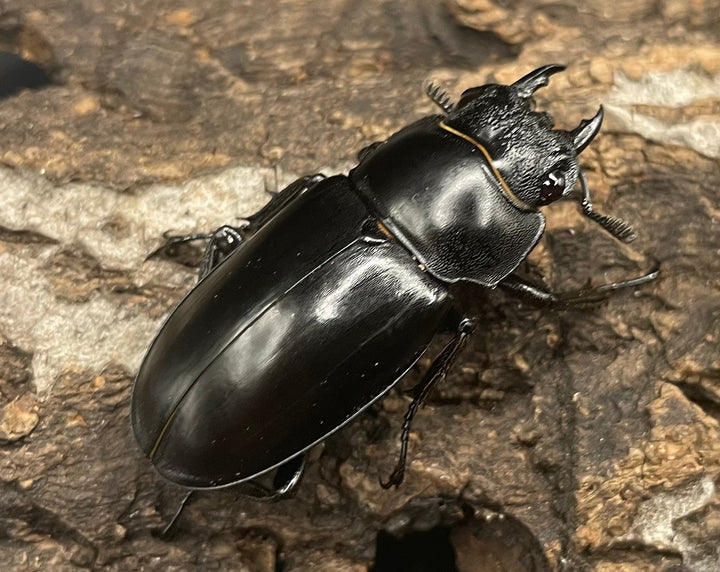 【WD】《パリーフタマタ亜種ディロレイ 65mm ペア》