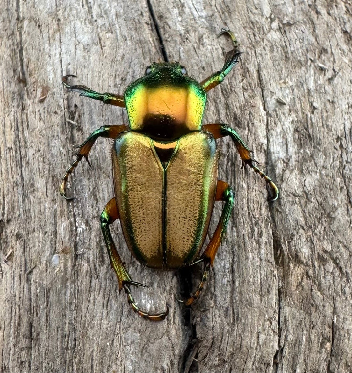 【WD】《モーニッケヒメカブトハナムグリ カシブ産 Free ペア》①