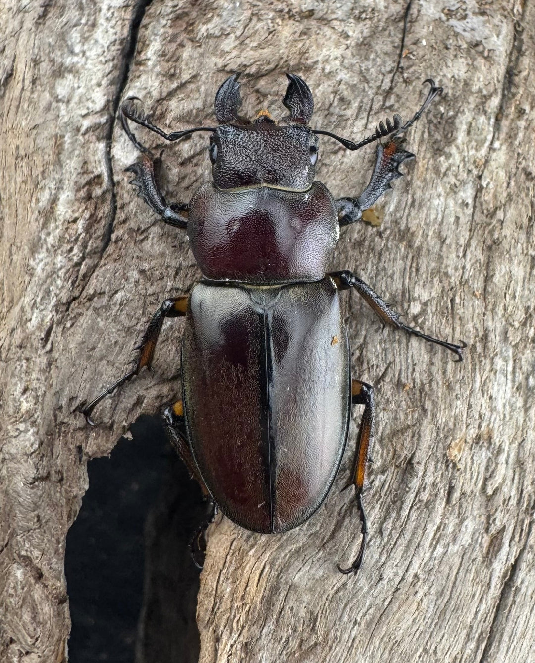 【WD】《ウーイーミヤマクワガタ 33.5mm♂♀♀トリオ》