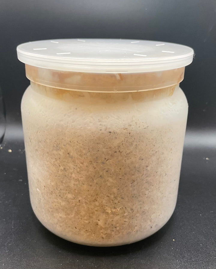 レイシ菌糸ボトル1400cc（マンネンタケ）