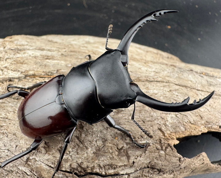 【WD】《アローコクワ原名亜種 臨滄市産 53mm ペア》