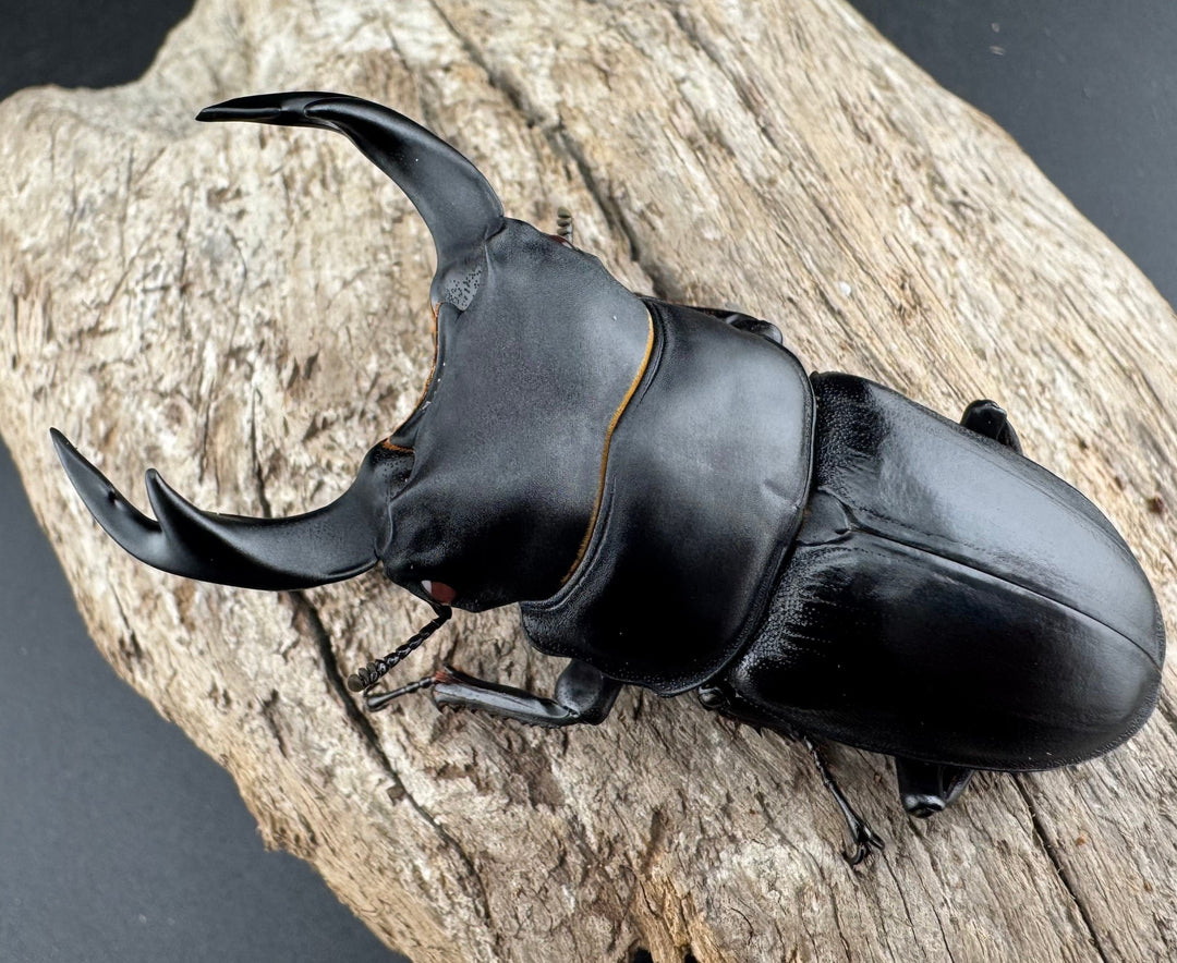 【赤目】《オオクワガタ レッドアイ 能勢産 65mm ペア》