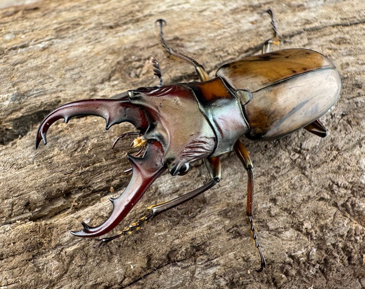 【WD】《アッサムホソアカ原名亜種 30.5mm A'品♂♀♀トリオ》