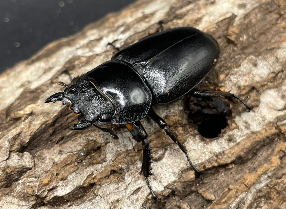 《マレーアンタエウスオオクワ 72.5mm ペア》