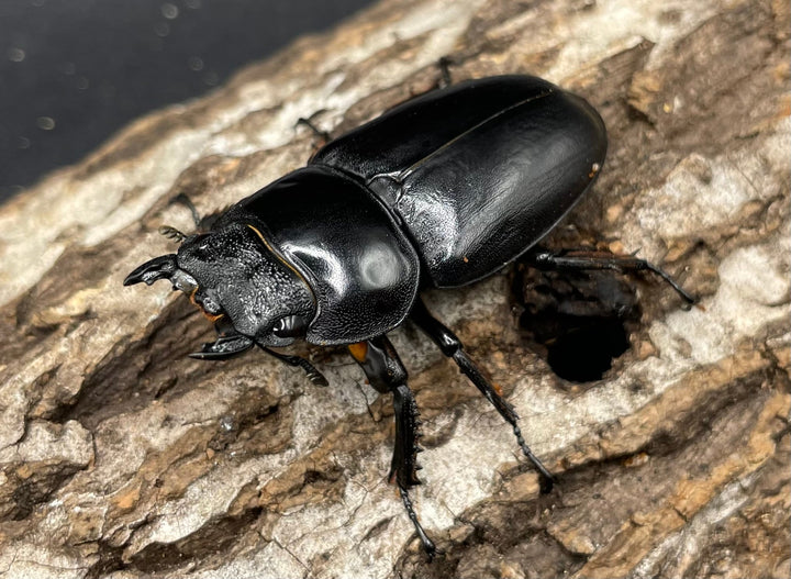 《マレーアンタエウスオオクワ 72.5mm ペア》