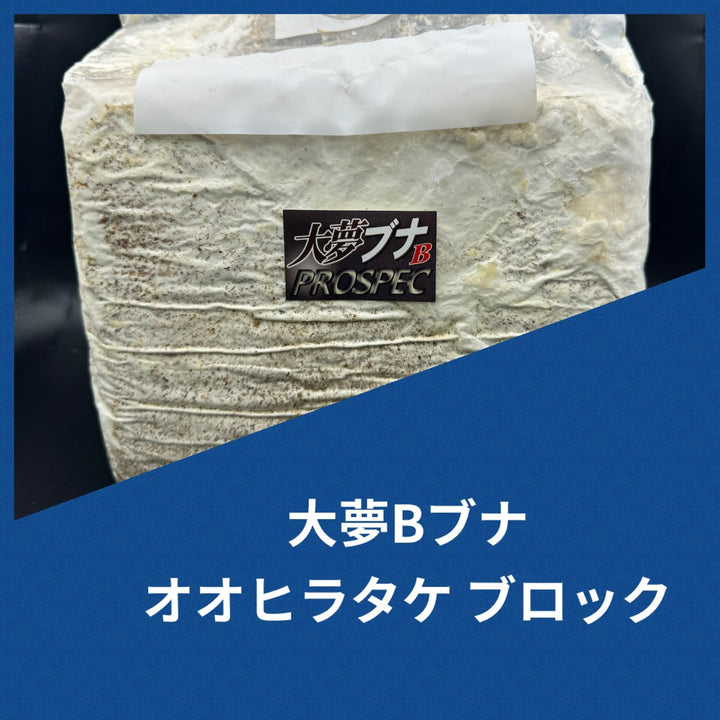 大夢Bブナ オオヒラタケ ブロック 4200cc
