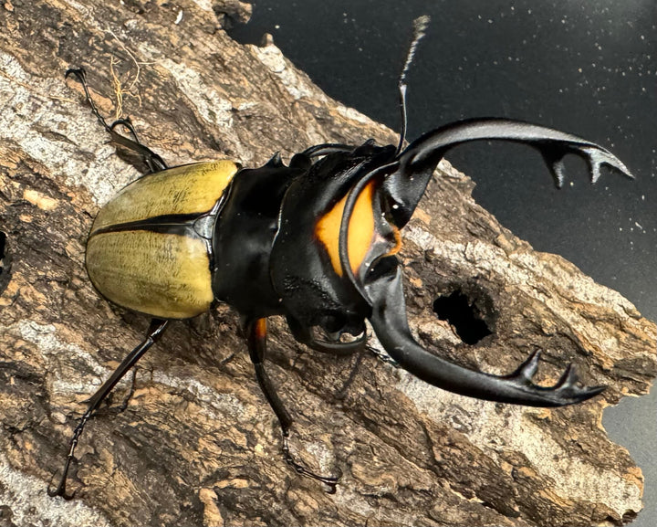 【WD】《ラコダールツヤクワガタ 76mm ペア》