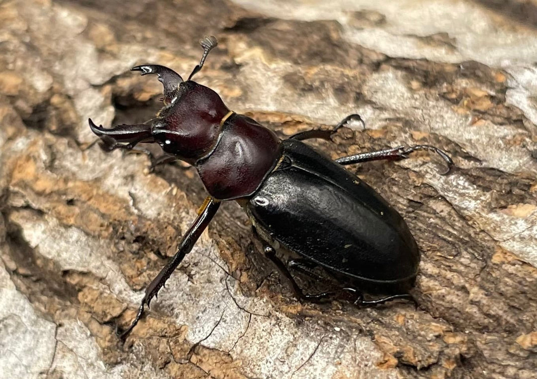 《ミクラミヤマ 神津島産 Free ペア》