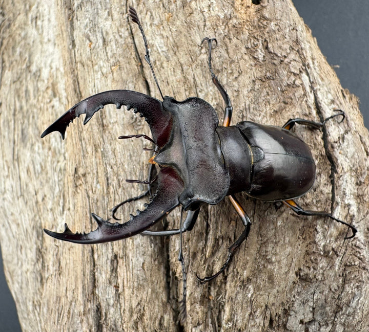 【WD】大型《シセンミヤマクワガタ 重慶市 51mm ペア》