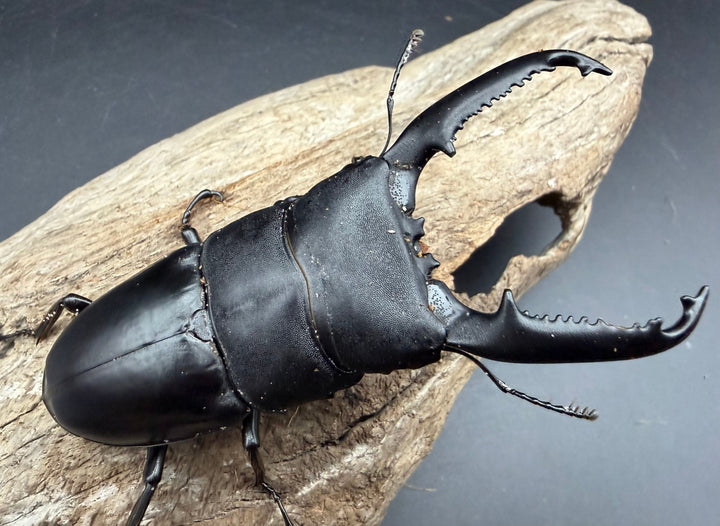 【WD】《パラワンオオヒラタ マンタリンガハン産 96.5mm ペア》