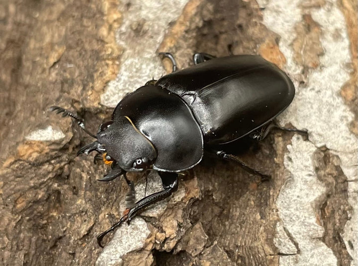 【WD】《ポレクトゥスノコギリクワガタ 50mmUP ペア》