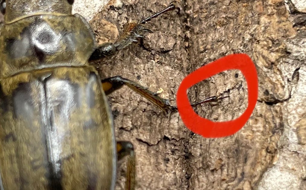 【WD】超貴重《デランミヤマクワガタ原名亜種 25.5mm♀単 A’品》