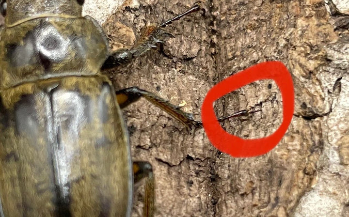 【WD】超貴重《デランミヤマクワガタ原名亜種 25.5mm♀単 A’品》