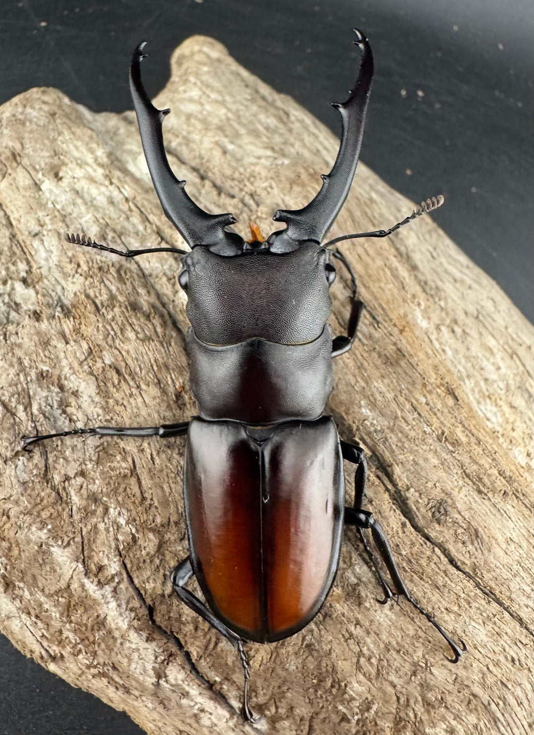 【WD】《ツカモトフタマタ 75mm ペア》