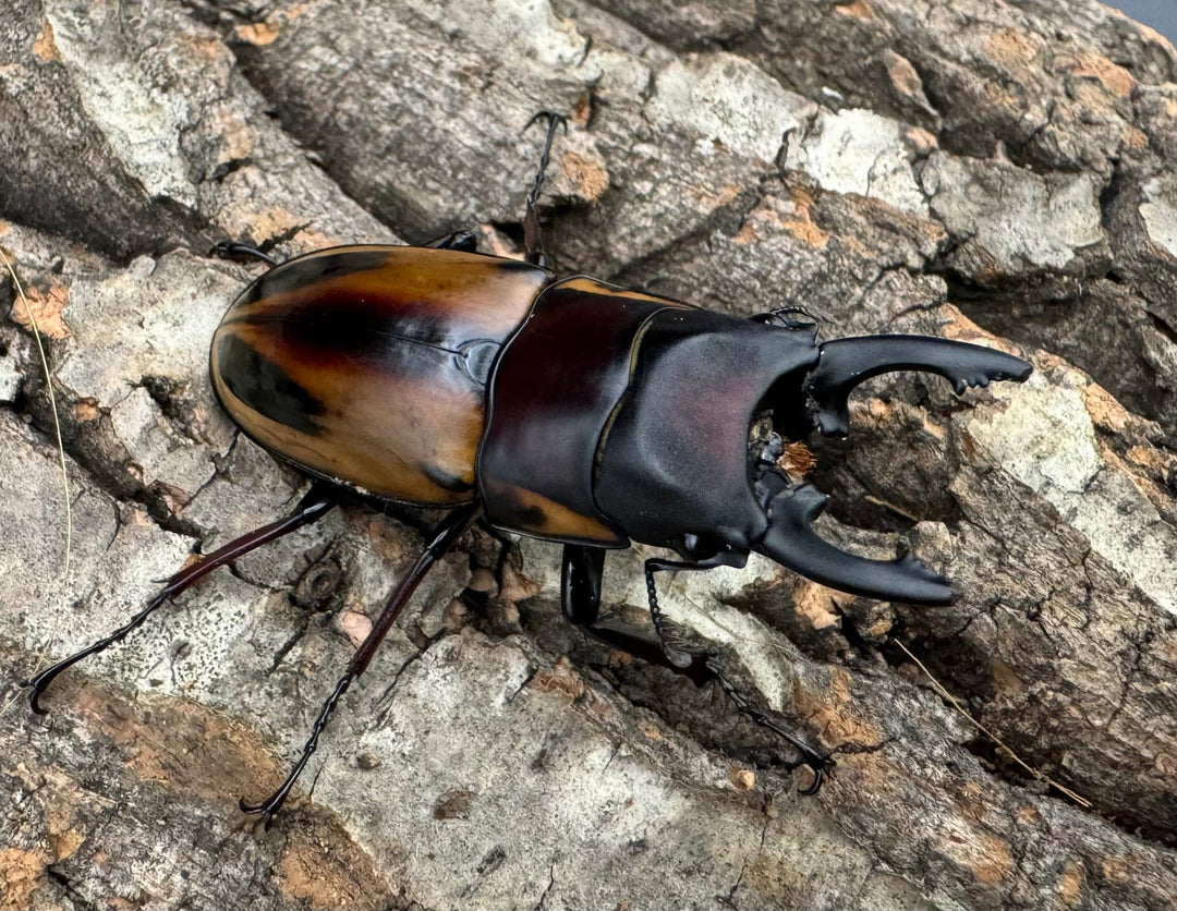 【WD】《ファブリースノコギリ原名亜種 52mm ペア》