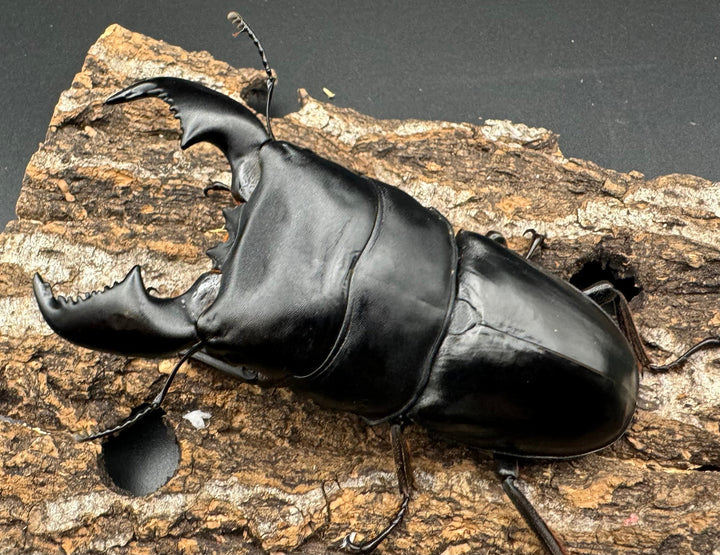 極太《スマトラオオヒラタ 90.5mm ペア》