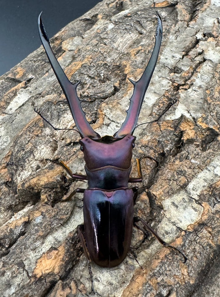 【美麗】《メタリフェルホソアカ 85mm ペア》セルヴォラン氏ブリード個体