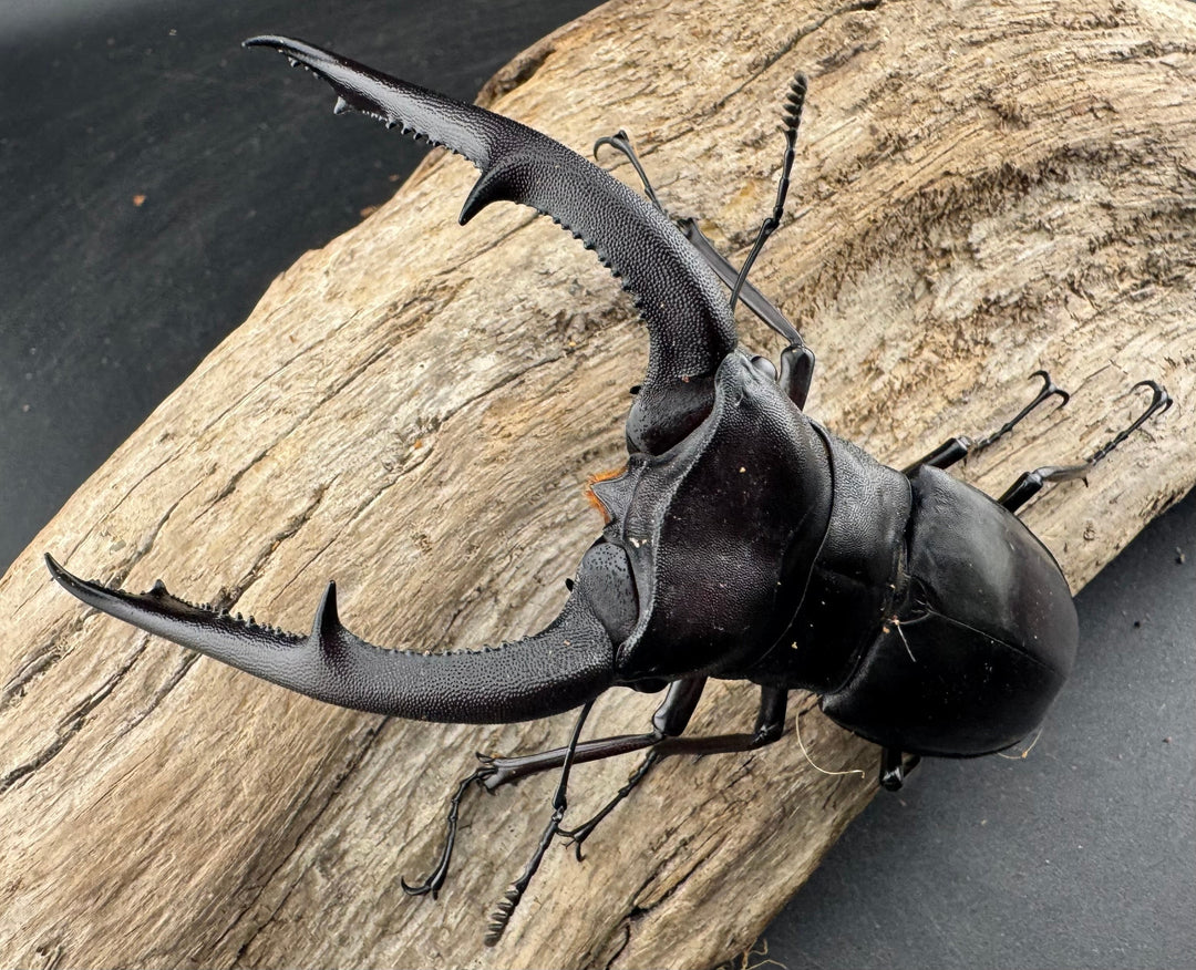 【WD】《マンディブラリスフタマタ 105.5mm ペア》