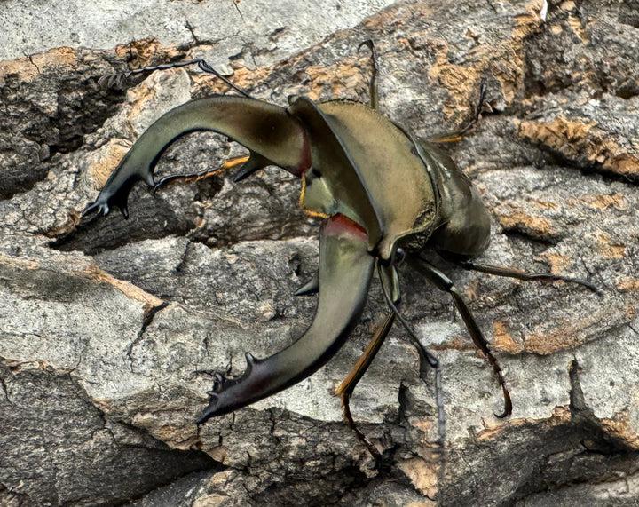 《スペキオススホソアカ 52mm ペア》セルヴォラン氏ブリード個体