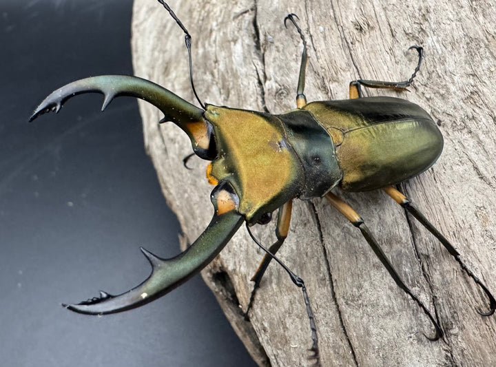 【美麗】《エラフスホソアカ 65mm ペア》