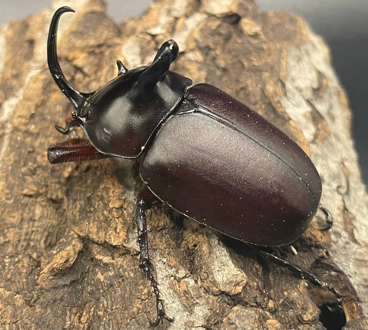 【WD】《ビルマニクス ゴホンツノ ペア》